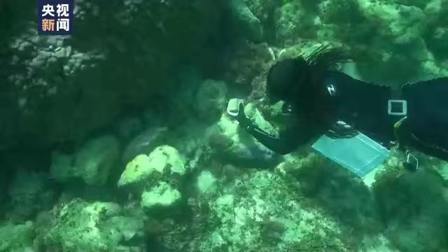 人工智能助科学家“听诊”珊瑚礁